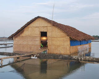 Warga Kedungmutih Demak Ramai Ramai Ternak Ayam Potong