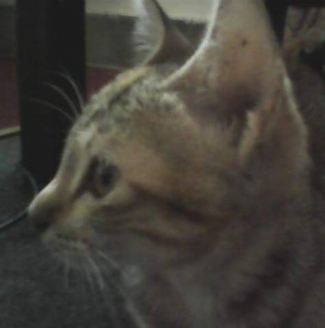 Pesan Moral Yang Dibawa Kucing Yatim Piatu Kompasiana Com