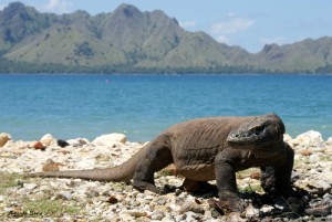 Taman Nasional Komodo Resmi Menjadi The New Seven Wonders Of