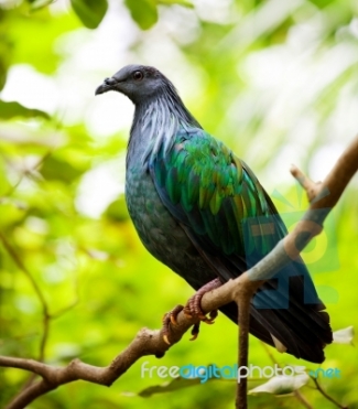 Terkeren 26 Gambar Burung Di Dahan Gani Gambar Terkeren 26 Gambar Burung Di Dahan Gani Gambar