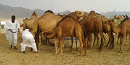 Menikmati Susu Onta Segar Di Peternakan Suku Baduy Kompasiana Com