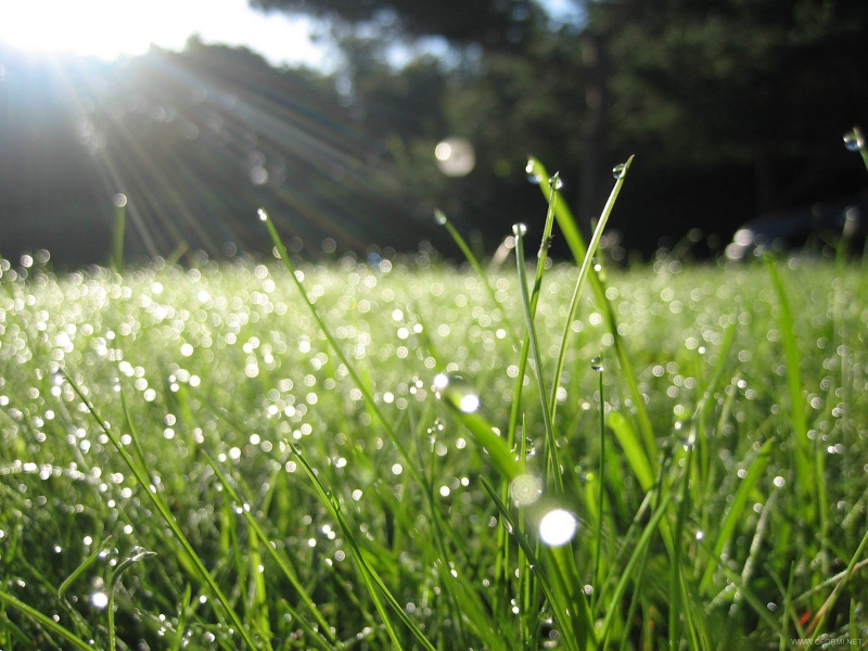 Ecr 4 Belaian Embun Pagi Halaman All Kompasiana Com