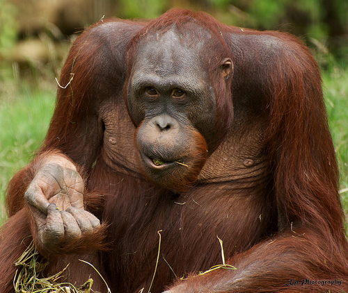 Kondisi Utan Hutan Kita Save Delete Oleh Rizki Gambar Fauna