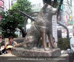 48++ Anjing yang setia hachiko information