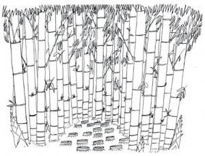 sketsa pohon bambu