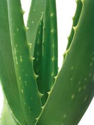 Aloe injekcióban a prosztatitis Prostatitis és kezelés otthon