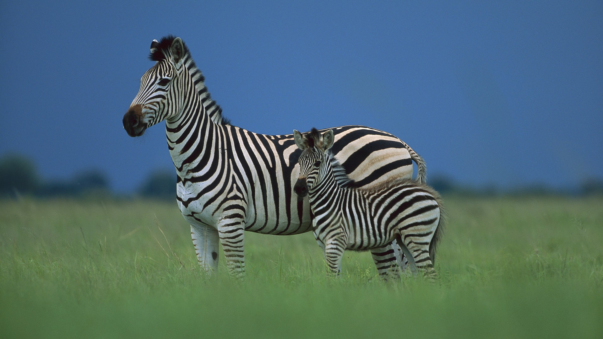 Mau Tahu Gak Kenapa Warna Tubuh Zebra Belang Belang Oleh Antonio