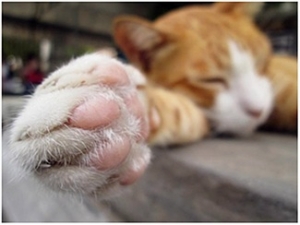 Cakar Kucing 9 Fakta Menarik Kompasiana Com