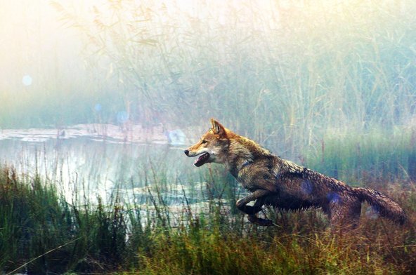 Gengis Khan Dan Filosofi Berburu Serigala Halaman 1 Kompasiana Com