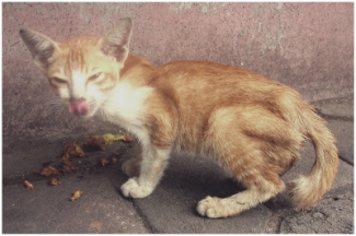 Kucing Lokal Jangan Baper Ya Kompasiana Com