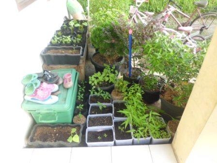 Mari Bercocok Tanam Sayur di Rumah Kompasiana com Mari Bercocok Tanam Sayur di Rumah Kompasiana com