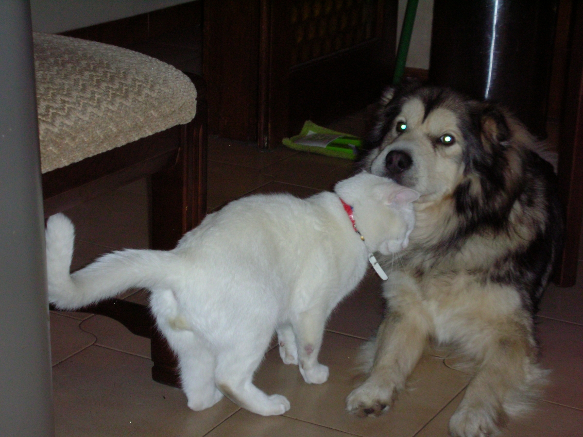 Seekor Kucing Terapkan Hidup Berbagi Dengan Anjing Bukan Dongeng Humor Kompasiana Com