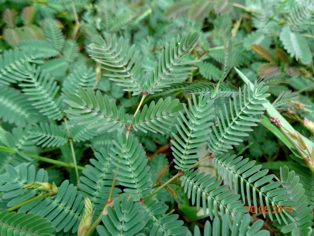 Sayur Daun Putri Malu Kompasiana com Sayur Daun Putri Malu Kompasiana com
