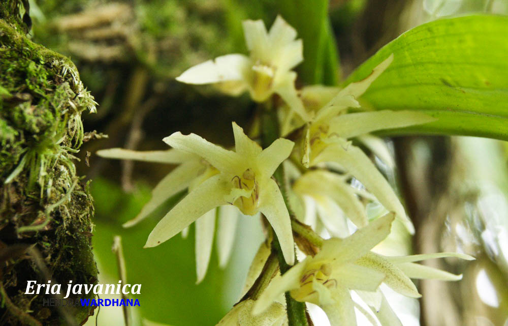 Melihat Kecantikan Anggrek Gunung Slamet Halaman All Kompasiana Com