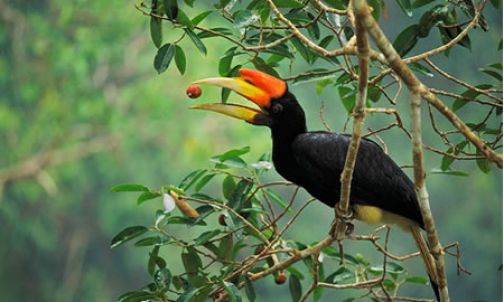 burung enggang makan apa