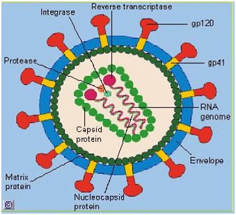 Struktur tubuh virus hiv