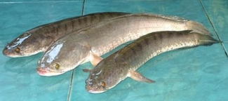 Jumlah Padat Tebar Ikan Nila Per Meter Yang Ideal Sukses