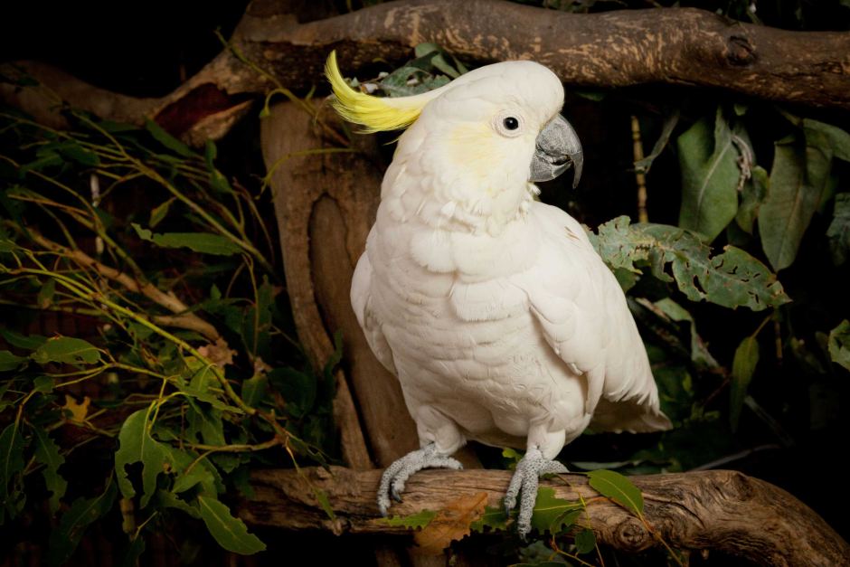  Gambar  Burung  Kakak Tua Jambul  Kuning Tempat Berbagi Gambar 