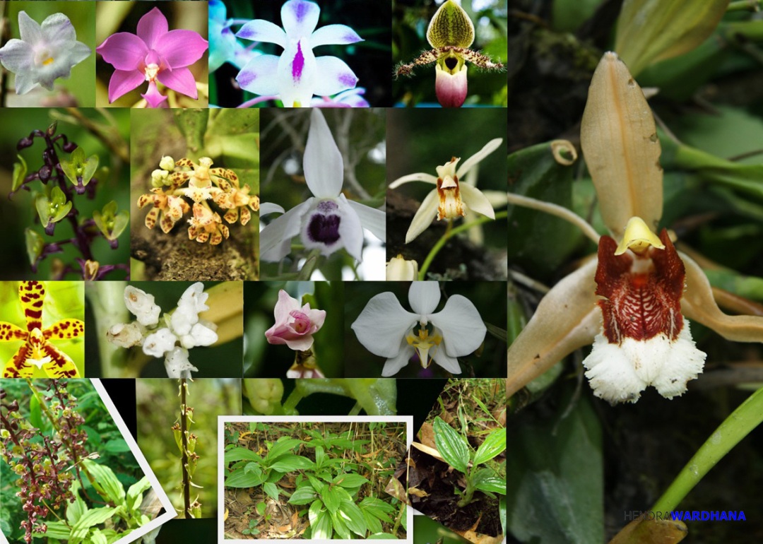 Wow 10 Gambar  Bunga  Anggrek  Terindah Gambar  Bunga  Indah