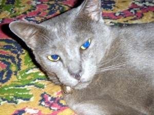 Mungungkap Mitos Kucing Madura Kompasiana Com