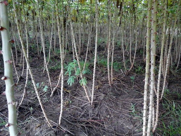 Berapa Jarak Tanam Singkong yang Terbaik Kompasiana com Berapa Jarak Tanam Singkong yang Terbaik Kompasiana com