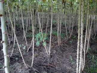 Pohon Mangga Cepat Berbuah Youtube Ide Berkebun Pohon