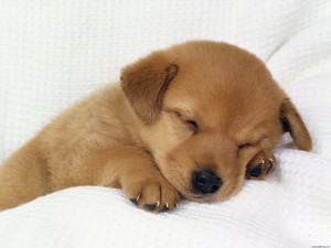 Memelihara Anak Seperti Memelihara Anak Anjing Kompasiana Com