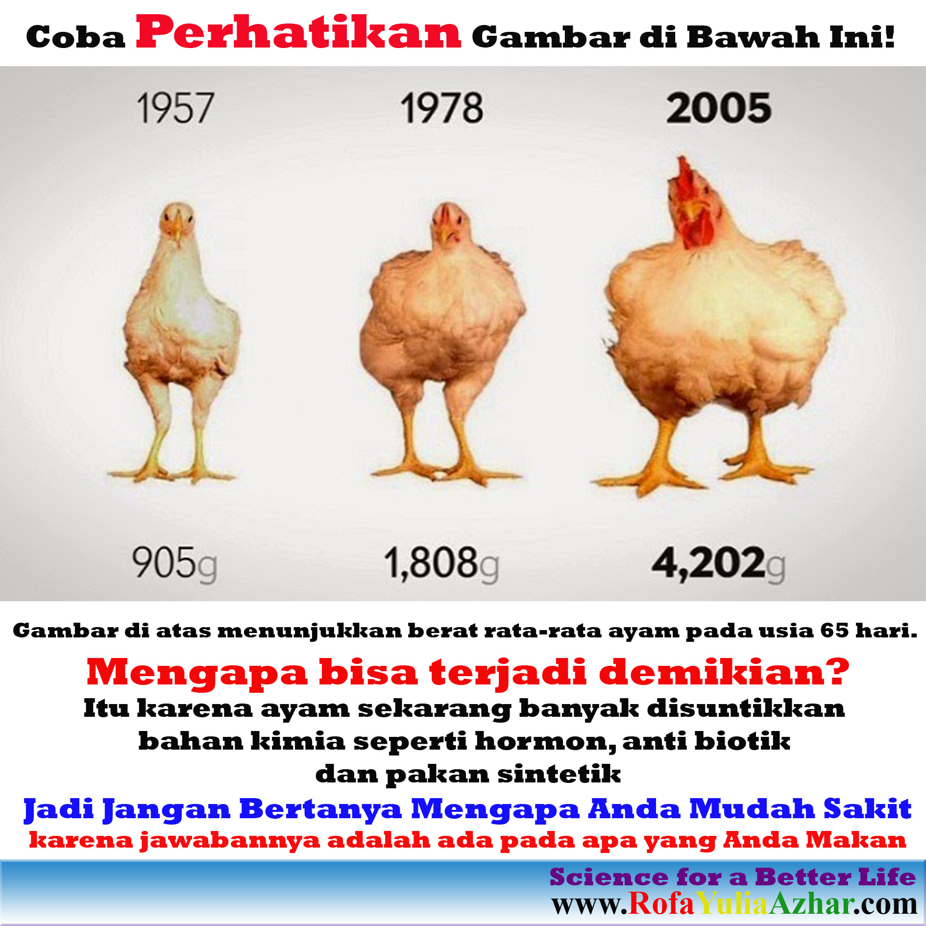 Download Koleksi 45 Meme Lucu Ayam Broiler Terupdate Gudang Meme