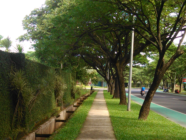 Awas Bahaya Pohon Trembesi Sebagai Tanaman Peneduh di Awas Bahaya Pohon Trembesi Sebagai Tanaman Peneduh di