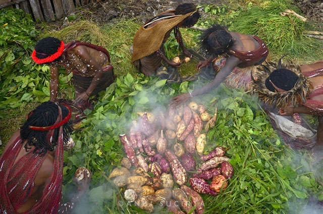 Mengenalkan Budaya Papua  Pesta Bakar Batu Kompasiana com