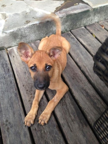 Maksud Rumah Anjing Dalam Bahasa Inggris