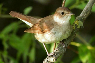 Ada Burung Yang Ngekos Di Rumah Saya Kompasiana Com
