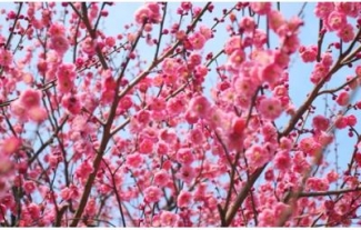 Ternyata Bunga Khas Imlek Itu Mei Hwa Bukan Bunga Sakura Kompasiana Com