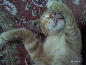 Kucing Pun Doyan Mie Goreng Dan Produk Susu Kompasiana Com