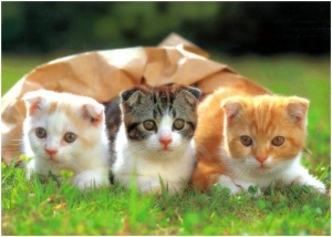 Ternyata Memelihara Hewan Kesayangan Membuat Kita Sehat Dan Happy Kompasiana Com