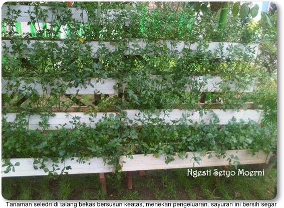 Budidaya Tanaman Obat di Lahan Sempit Secara Vertikultur Budidaya Tanaman Obat di Lahan Sempit Secara Vertikultur