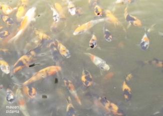 Kolam Pembibitan Ikan Jadi Wisata Meriah Kompasiana Com