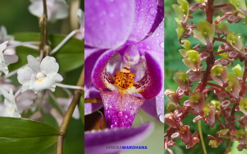 Anggrek Bunga yang Lebih dari Sekadar Cantik Kompasiana com Anggrek Bunga yang Lebih dari Sekadar Cantik Kompasiana com