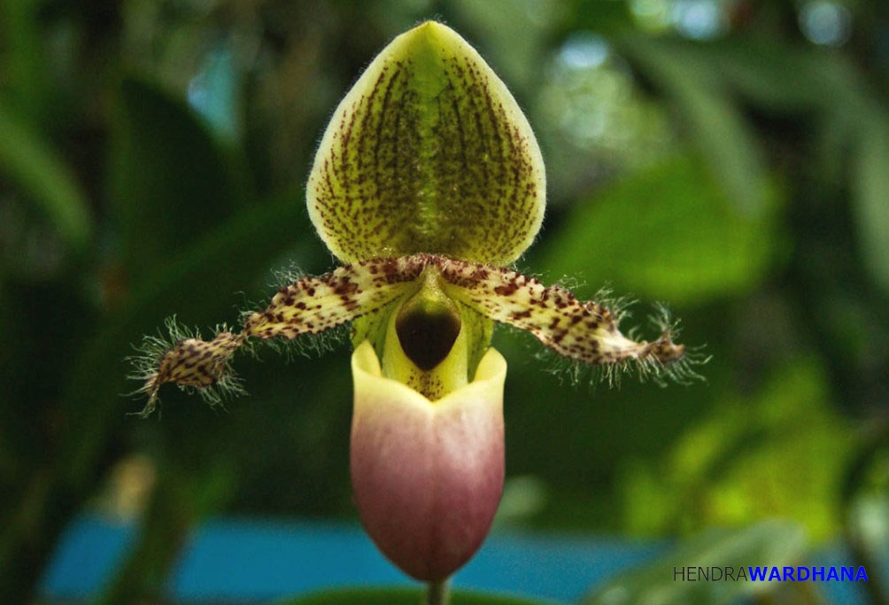 Anggrek Langka dari Jawa Ini Dilindungi Dunia oleh Hendra Anggrek Langka dari Jawa Ini Dilindungi Dunia oleh Hendra
