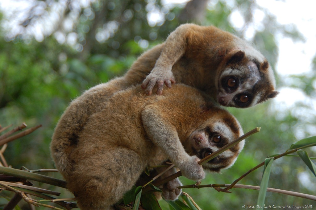 Lima Dosa Yang Dilakukan Hewan Kompasiana Com