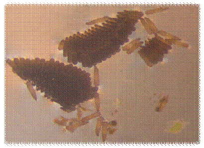 Mengenal Lebih Dekat Nyamuk Culex Sp Kompasiana Com