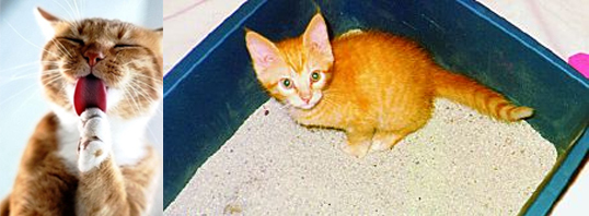 Bahaya Pasir Gumpal (Bentonite) Bagi Kucing - Kompasiana.com