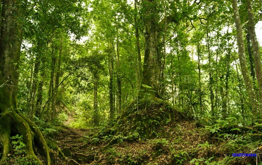 Mewariskan Hutan  Indonesia Sebagai Surga Masa Depan Bangsa 