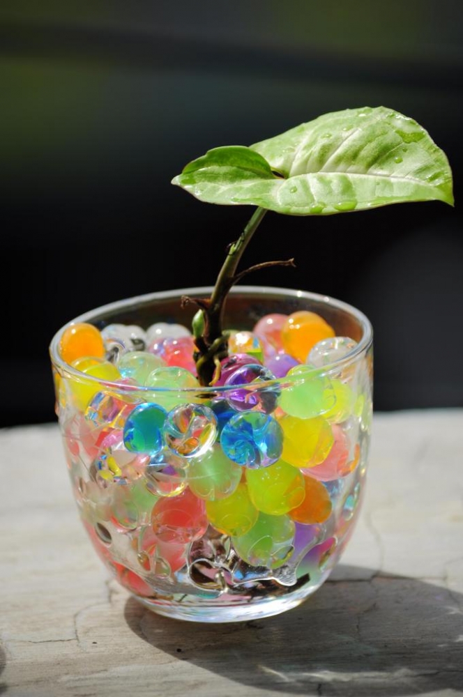 Berkebun Cantik dengan Hidroponik Kompasiana com Berkebun Cantik dengan Hidroponik Kompasiana com
