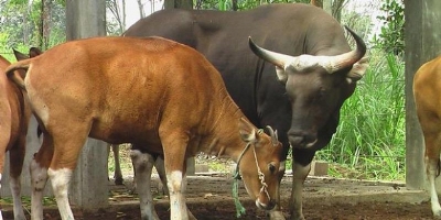 Sapi Timor Wilayah Timor-NTT Menjadi Wilayah Pembibitan Sapi Halaman 1 ...
