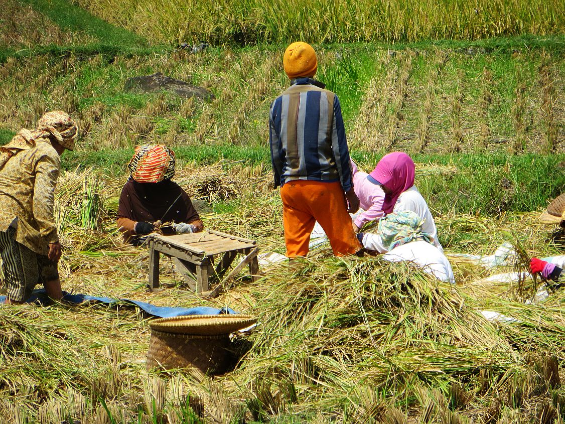Pertanian di Pulau Jawa Versus Jerman Halaman 1   Pertanian di Pulau Jawa Versus Jerman Halaman 1