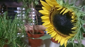 Menanam Bunga Matahari Dalam Pot Kenapa Tidak Kompasiana Com