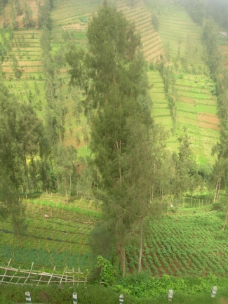Dataran Tinggi Tengger Dan Sejahteranya Petani Sayur Halaman 1 Kompasiana Com Dataran Tinggi Tengger Dan Sejahteranya Petani Sayur Halaman 1 Kompasiana Com