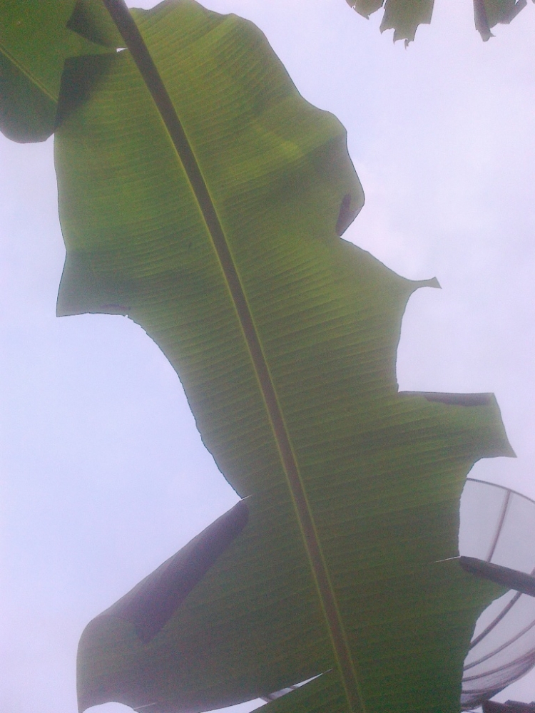 Begini Daun Pisang Untuk Calon Kupu Kupu Kompasiana Com Begini Daun Pisang Untuk Calon Kupu Kupu Kompasiana Com